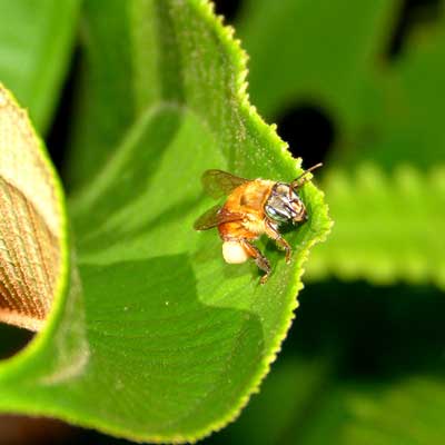 foto abejas nativa